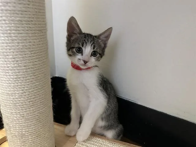 A baby small-sized male Domestic Short Hair cat named Matty for adoption in Santa Clara, CA