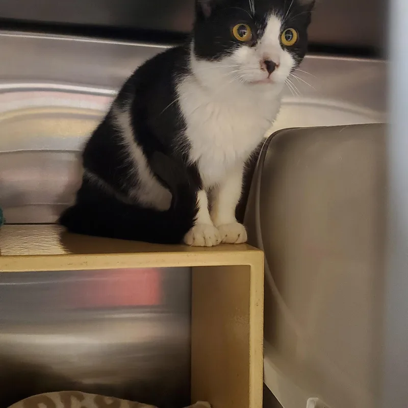 A young small-sized female Black & White / Tuxedo Domestic Medium Hair cat named Lula for adoption in Muncie, IN