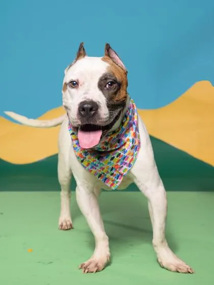A senior medium-sized male Mixed Breed dog named Chico for adoption in Atlanta, GA