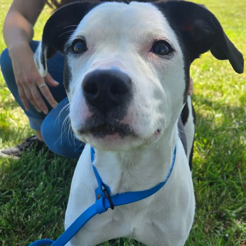 A young medium-sized female White / Cream Mixed Breed dog named Daisy for adoption in Hendersonville, NC