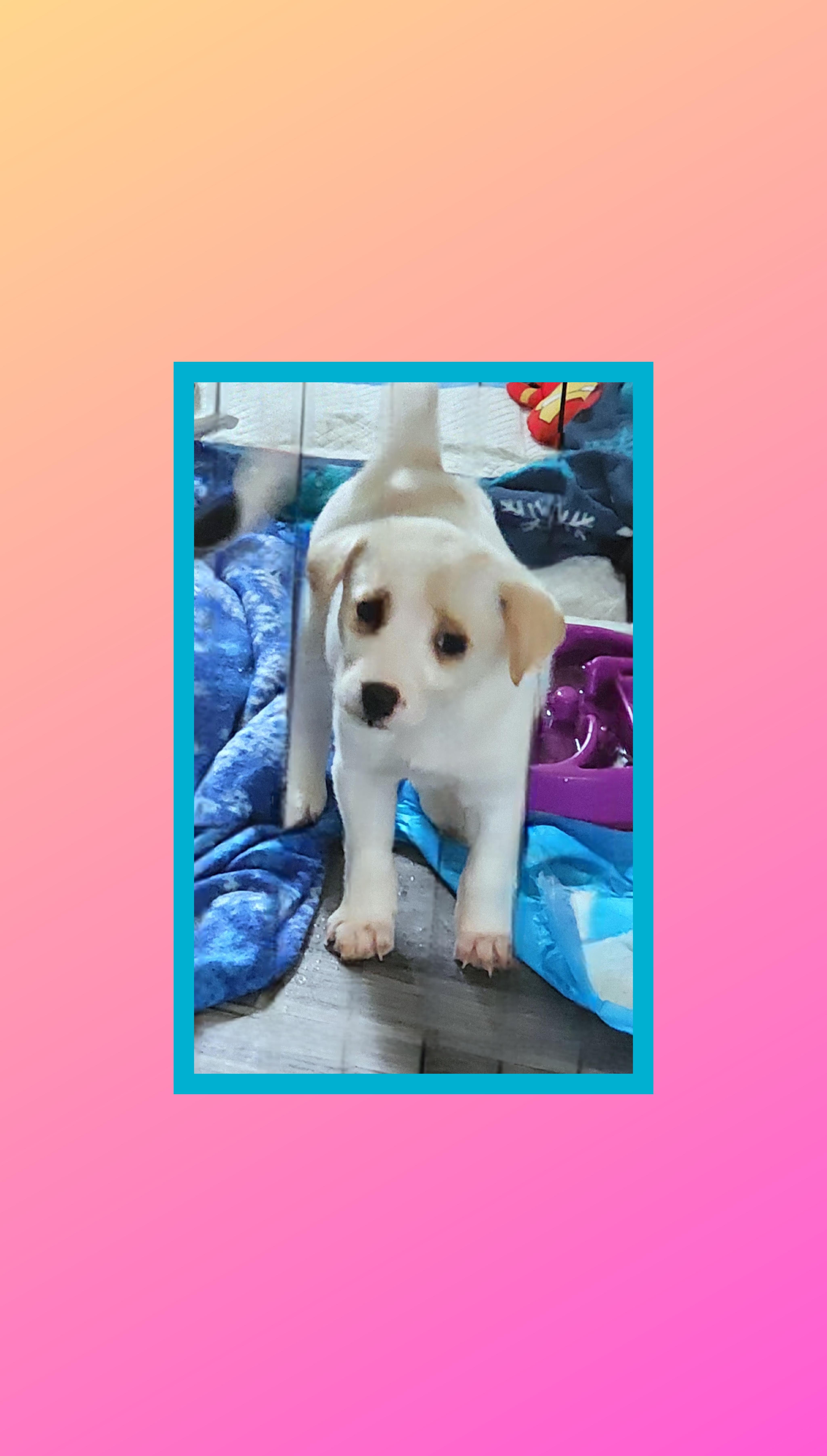 A baby medium-sized female White / Cream Golden Retriever dog named Fluffy for adoption in Lake Geneva, WI
