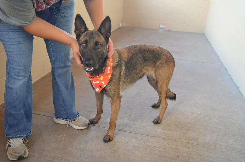 An adult large-sized male Belgian Shepherd / Malinois dog named Buffy for adoption in McKinney, TX