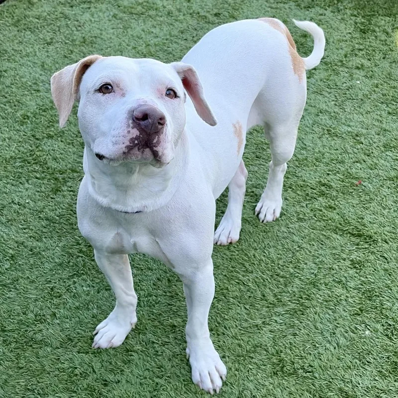 An adult medium-sized female White / Cream Pit Bull Terrier dog named Samara for adoption in Matteson, IL