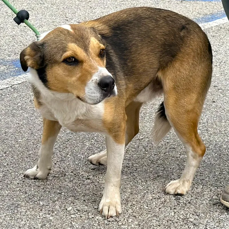 An adult large-sized male Brown / Chocolate Mixed Breed dog named Dude for adoption in Warrensburg, MO