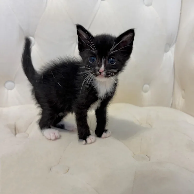 A baby medium-sized male Black Domestic Short Hair cat named Bean for adoption in Moriches, NY