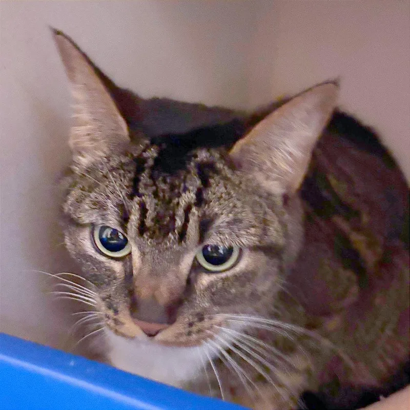 An adult medium-sized female Brown / Chocolate Domestic Short Hair cat named Poppy for adoption in Providence, RI