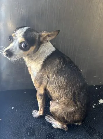 An adult small-sized male Chihuahua dog named Rio for adoption in Ontario, CA