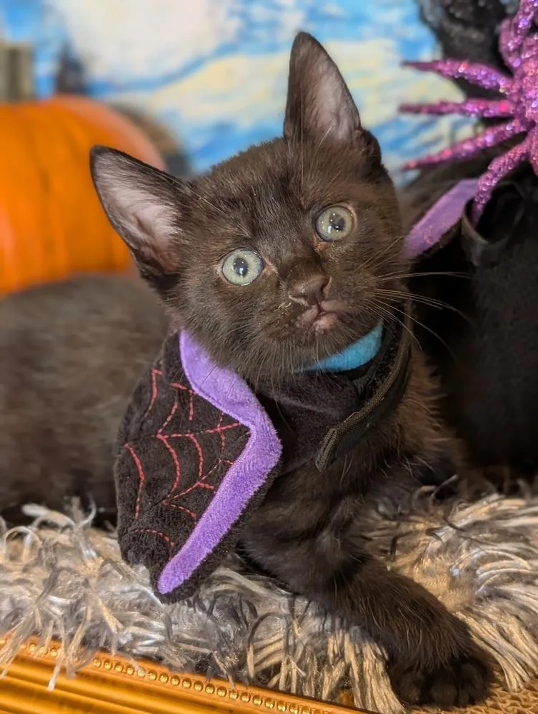 A baby small-sized male Domestic Short Hair cat named Sesame for adoption in Fremont, CA