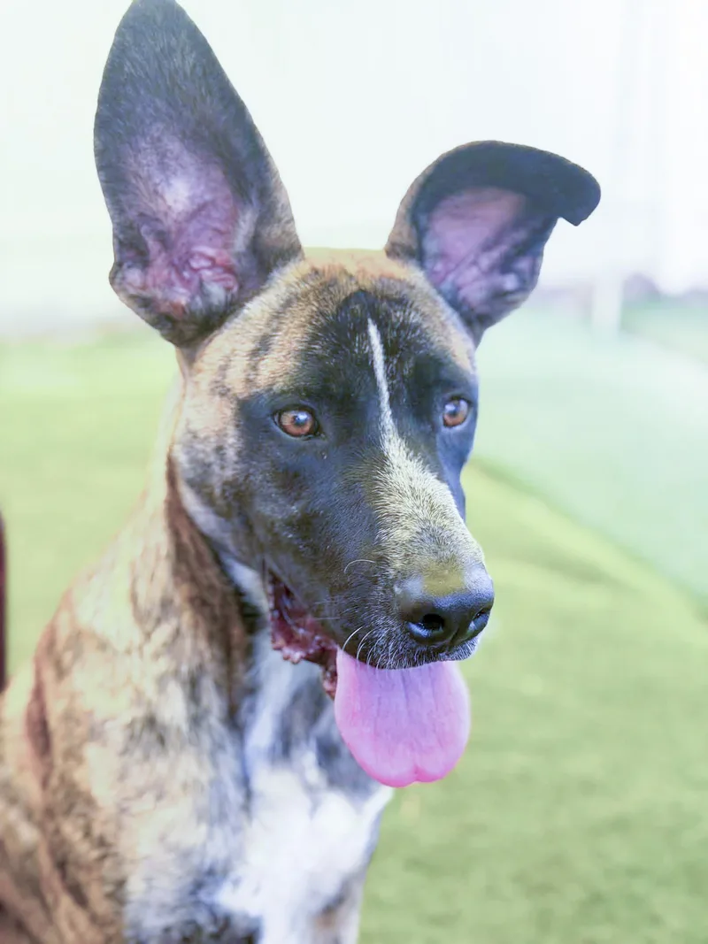 A baby medium-sized male Brindle Boxer dog named Scout for adoption in Agua Dulce, CA