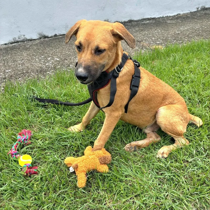 Teddy Bear "yours Forever!" thumbnail 2