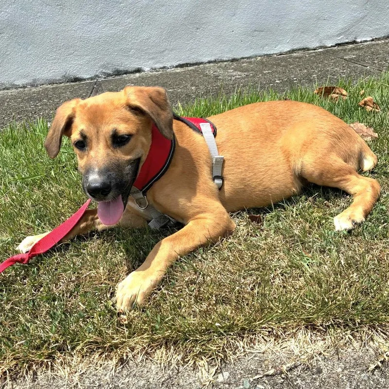 Teddy Bear "yours Forever!" thumbnail 4