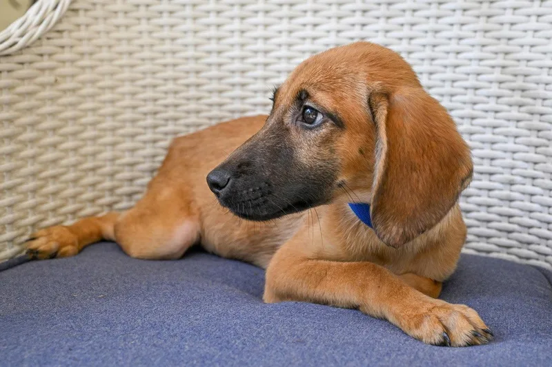Puppy Pattycake thumbnail 2