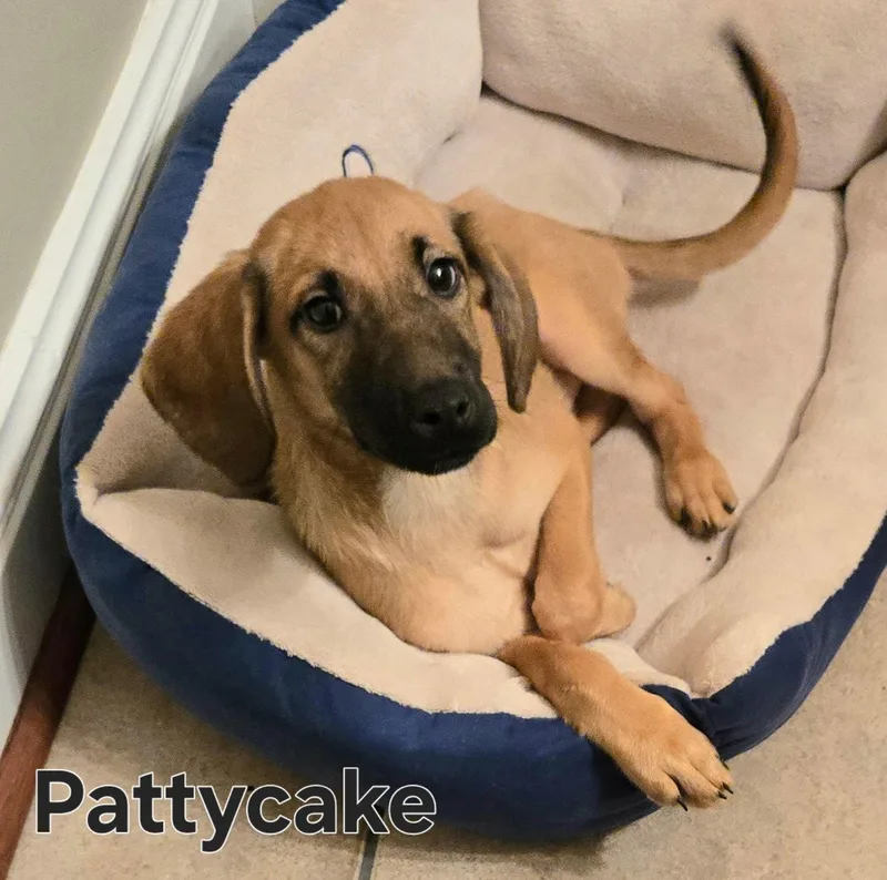 Puppy Pattycake thumbnail 3