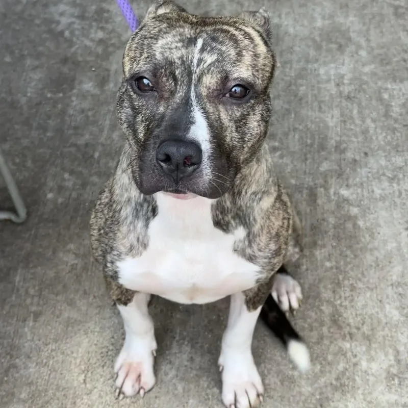 A young medium-sized male Brown / Chocolate Pit Bull Terrier dog named Chai for adoption in Chicago, IL
