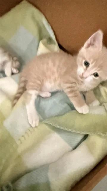 A baby small-sized male Domestic Short Hair cat named Kimchi for adoption in San Antonio, TX