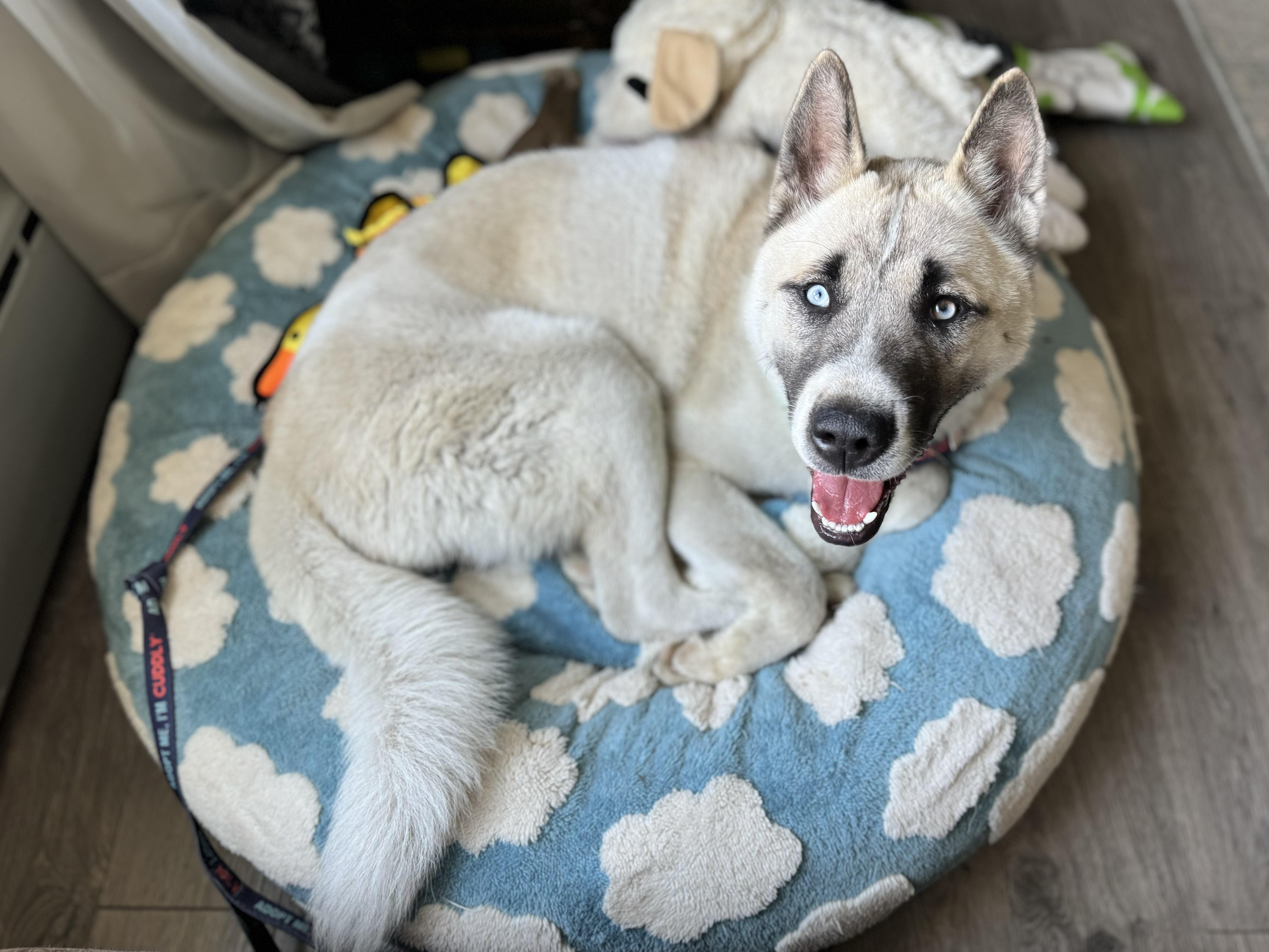 Mack thumbnail 6