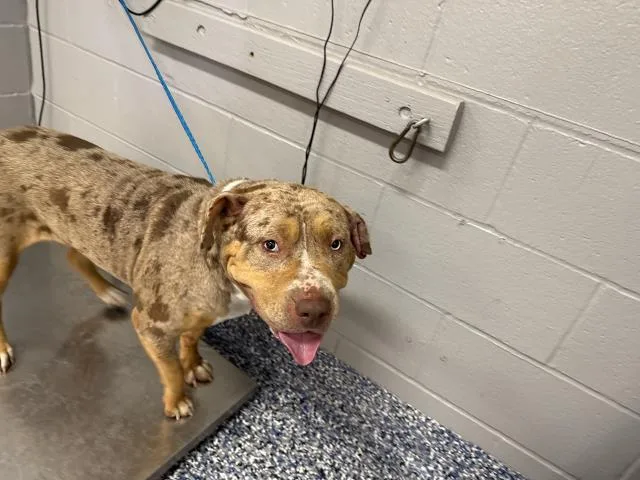 An adult medium-sized female Pit Bull Terrier dog named Terra for adoption in Thousand Palms, CA