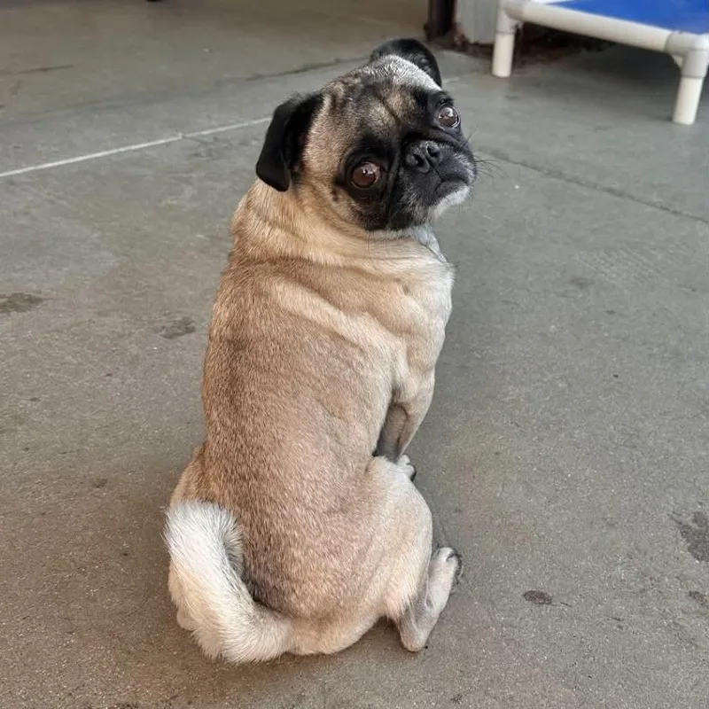 Frank