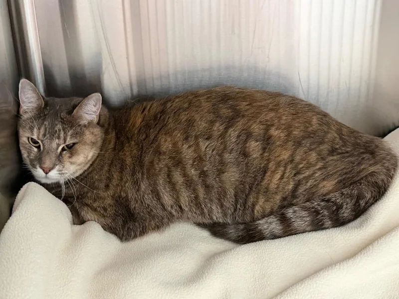 A young small-sized female Domestic Short Hair cat named Mothra for adoption in Cape Coral, FL