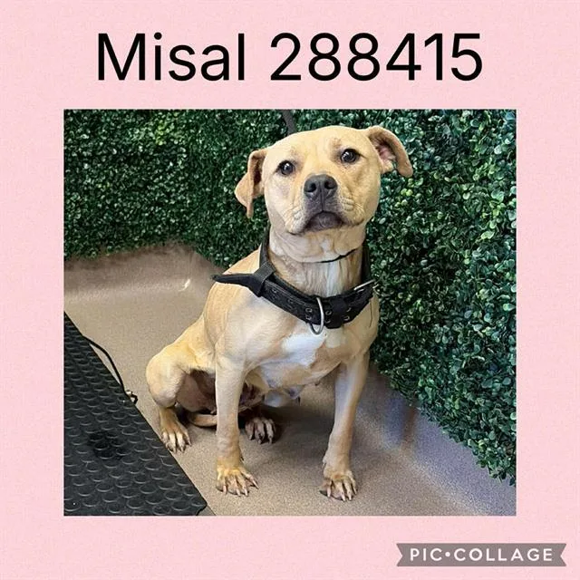 A young medium-sized female Mixed Breed dog named Misal for adoption in Macon, GA
