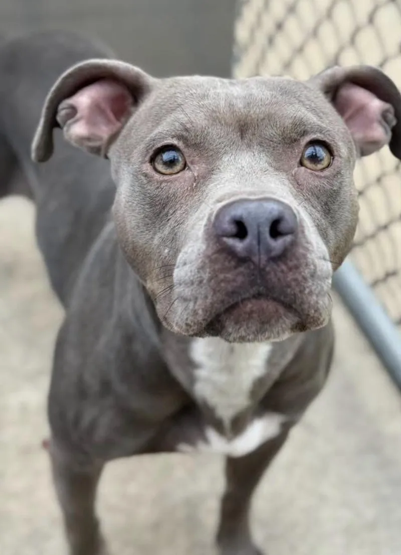 An adult medium-sized female Gray / Blue / Silver Pit Bull Terrier dog named Lantana for adoption in Chicago, IL
