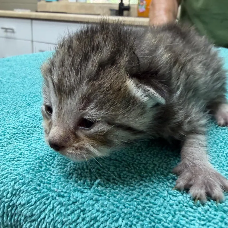 A baby small-sized female Gray / Blue / Silver Domestic Short Hair cat named Addie for adoption in Madisonville, KY