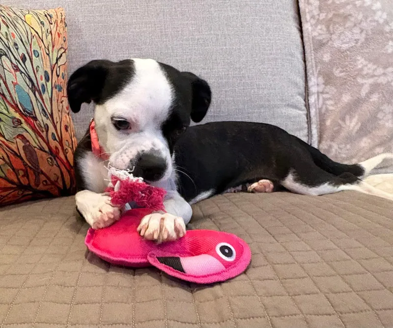 An adult small-sized female Boston Terrier dog named Cherry for adoption in Collingswood, NJ