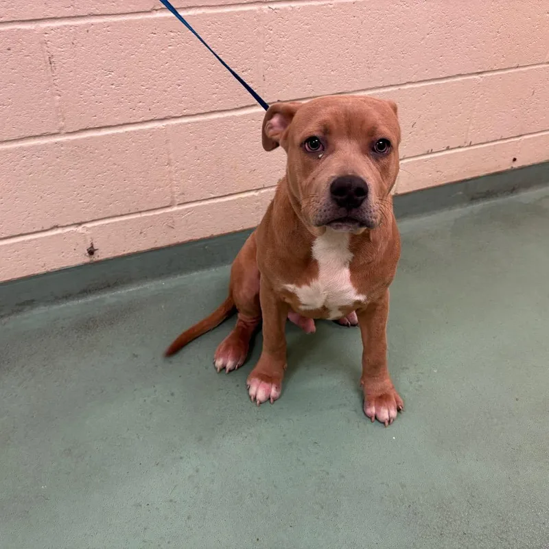 A young medium-sized male Yellow / Tan / Blond / Fawn Mixed Breed dog named Reggie for adoption in Memphis, TN