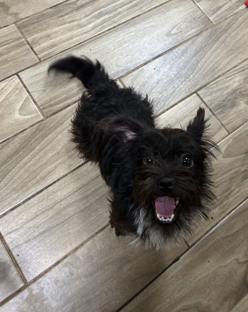 An adult small-sized male Brussels Griffon dog named Kirby for adoption in Pipe Creek, TX
