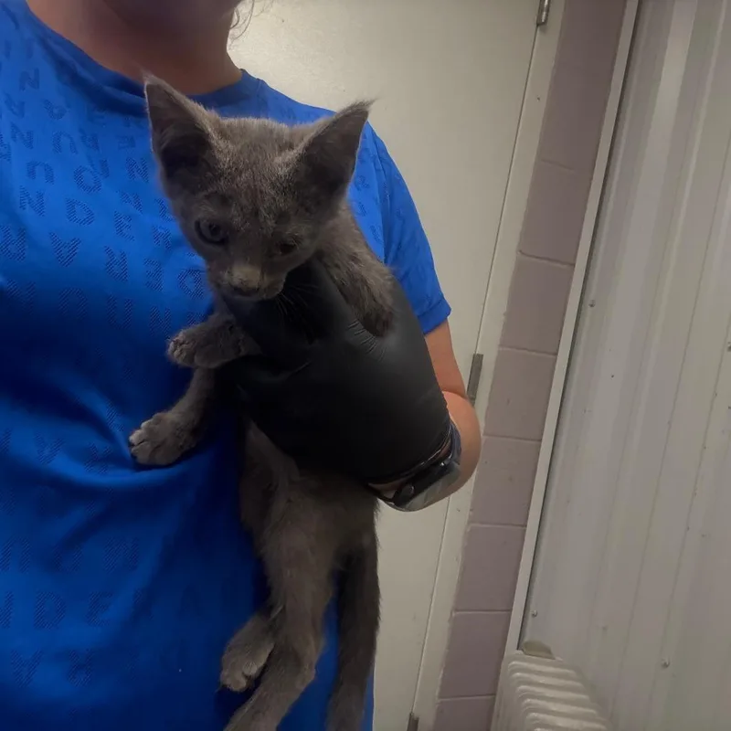 A baby small-sized male Gray / Blue / Silver Domestic Medium Hair cat named Smokey for adoption in Ottawa, KS