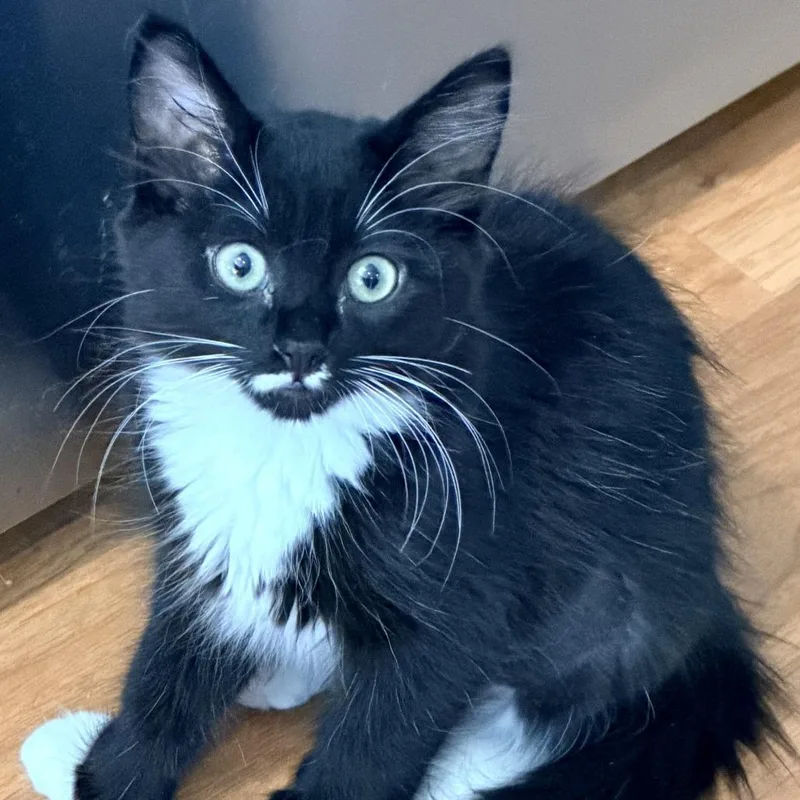 A baby small-sized female Domestic Medium Hair cat named Lucy for adoption in Santa Rosa, CA