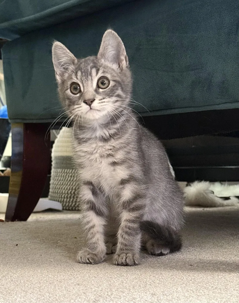 A baby small-sized male Gray / Blue / Silver Domestic Medium Hair cat named Bobby for adoption in Walnut Creek, CA