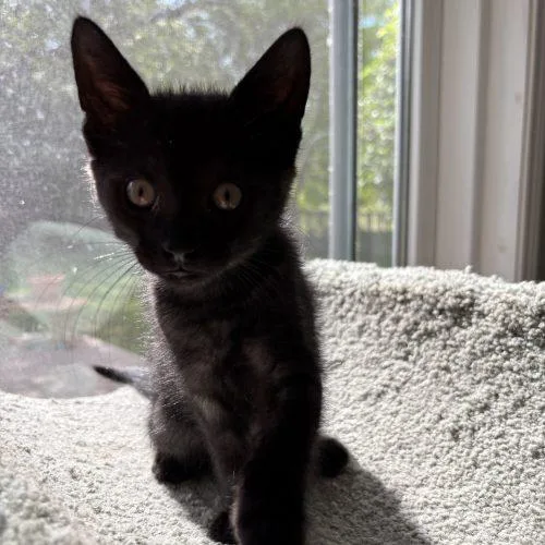 Curly thumbnail 2