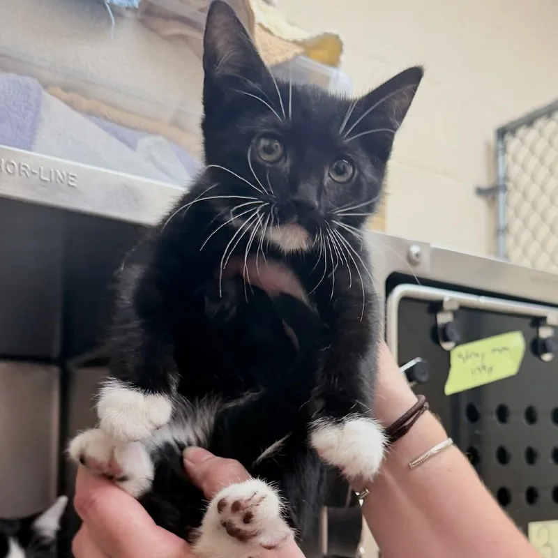 A baby small-sized female White Domestic Short Hair cat named Missouri for adoption in Springfield, MA