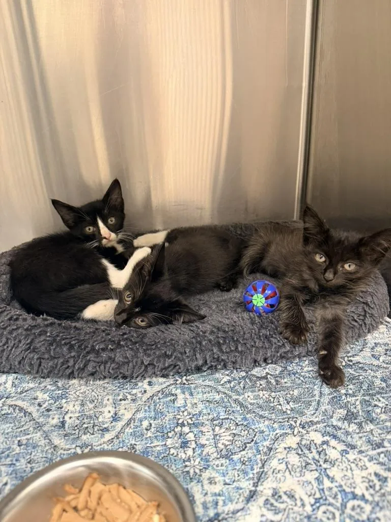 A baby medium-sized male Black & White / Tuxedo Domestic Medium Hair cat named Jeeves Carson and for adoption in Petersburg, VA