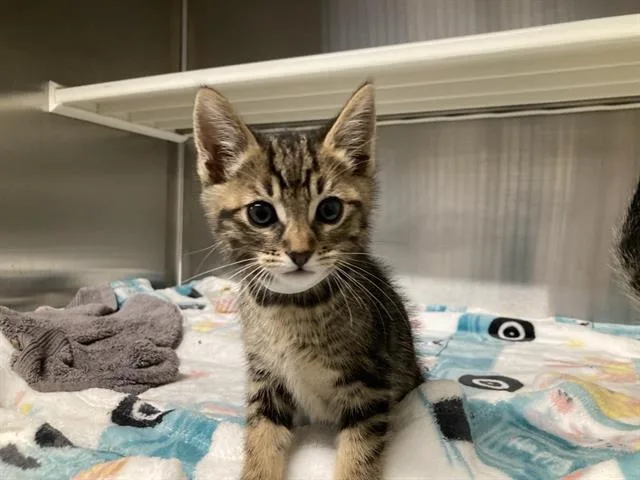 A baby small-sized female Domestic Short Hair cat named Lil Lime for adoption in Tustin, CA