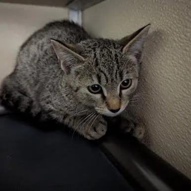 A baby small-sized female Brown / Chocolate Domestic Short Hair cat named Reba for adoption in Jeffersonville, IN
