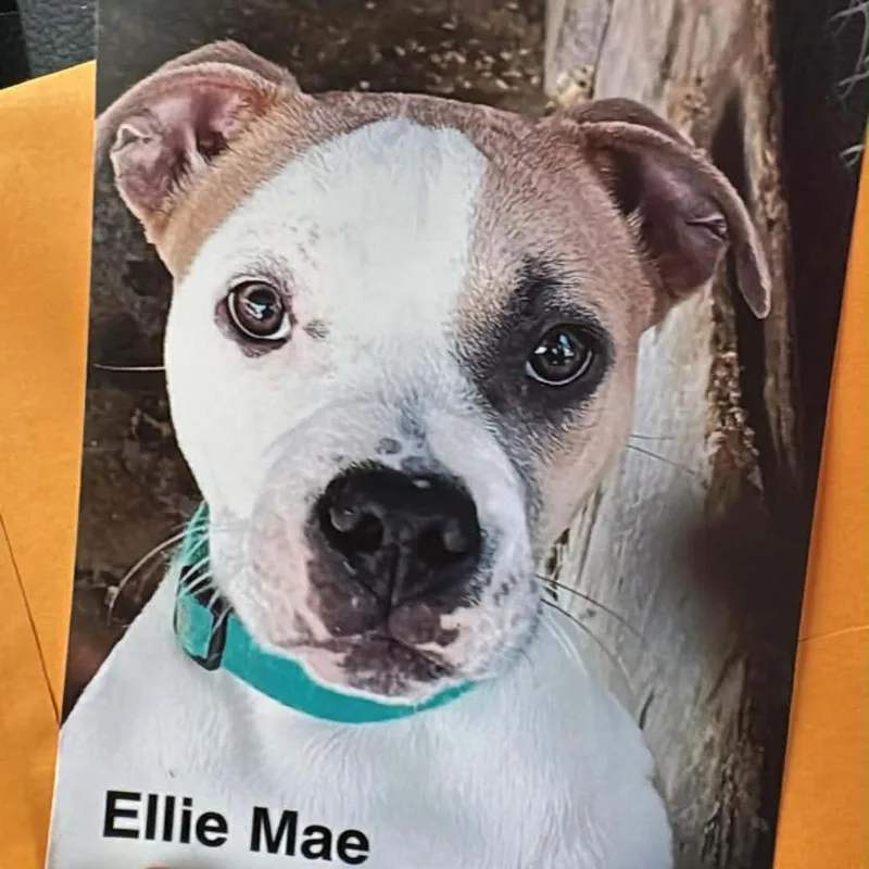Ellie Mae