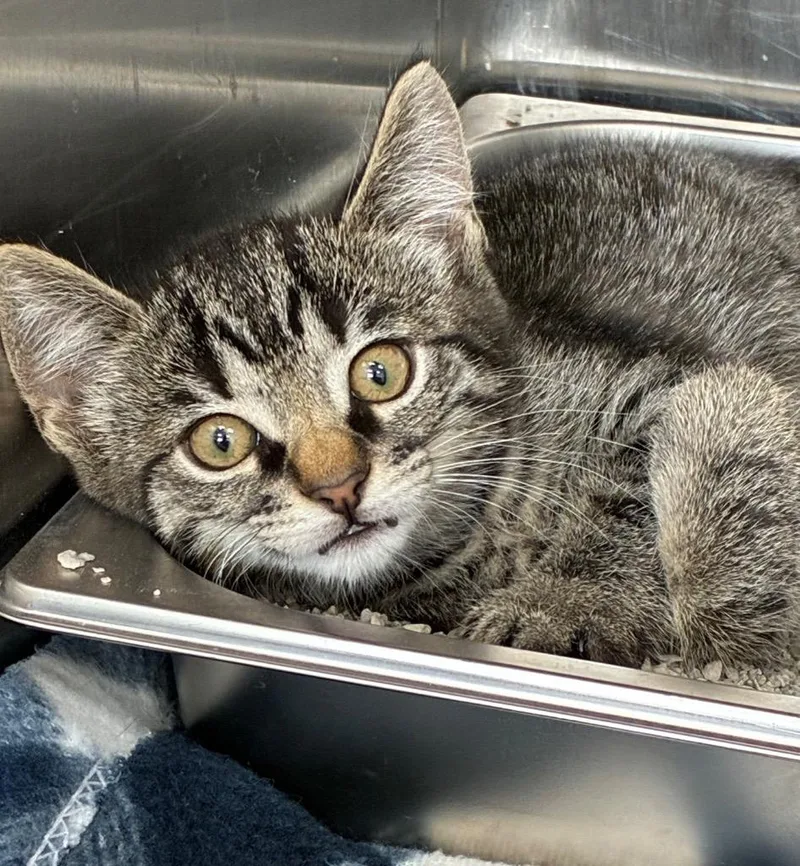 A baby small-sized female Domestic Short Hair cat named Slinky for adoption in Hartsville, SC