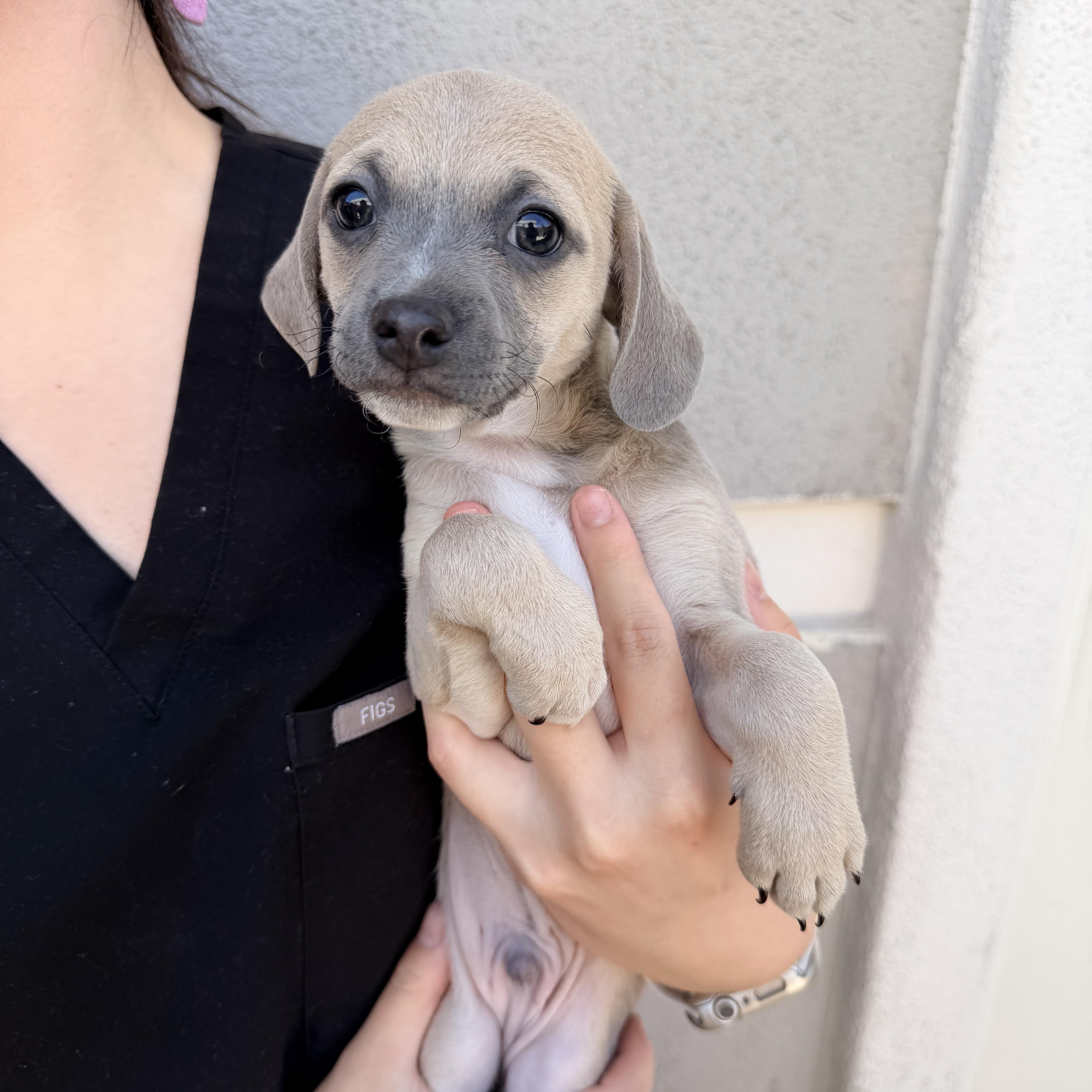 A baby small-sized male Mixed Breed dog named Coleslaw for adoption in Henderson, NV