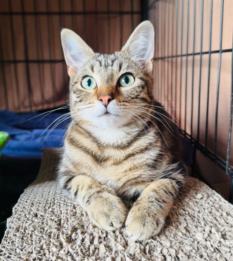 A baby medium-sized female Domestic Short Hair cat named Celeste for adoption in Claremore, OK