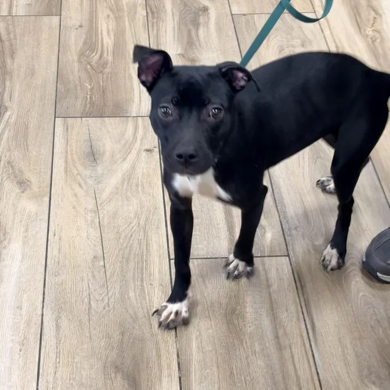 A baby small-sized female Black Pit Bull Terrier dog named Cleopatra for adoption in Newark, NJ