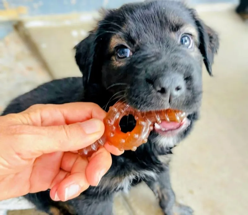 Waffles thumbnail 2