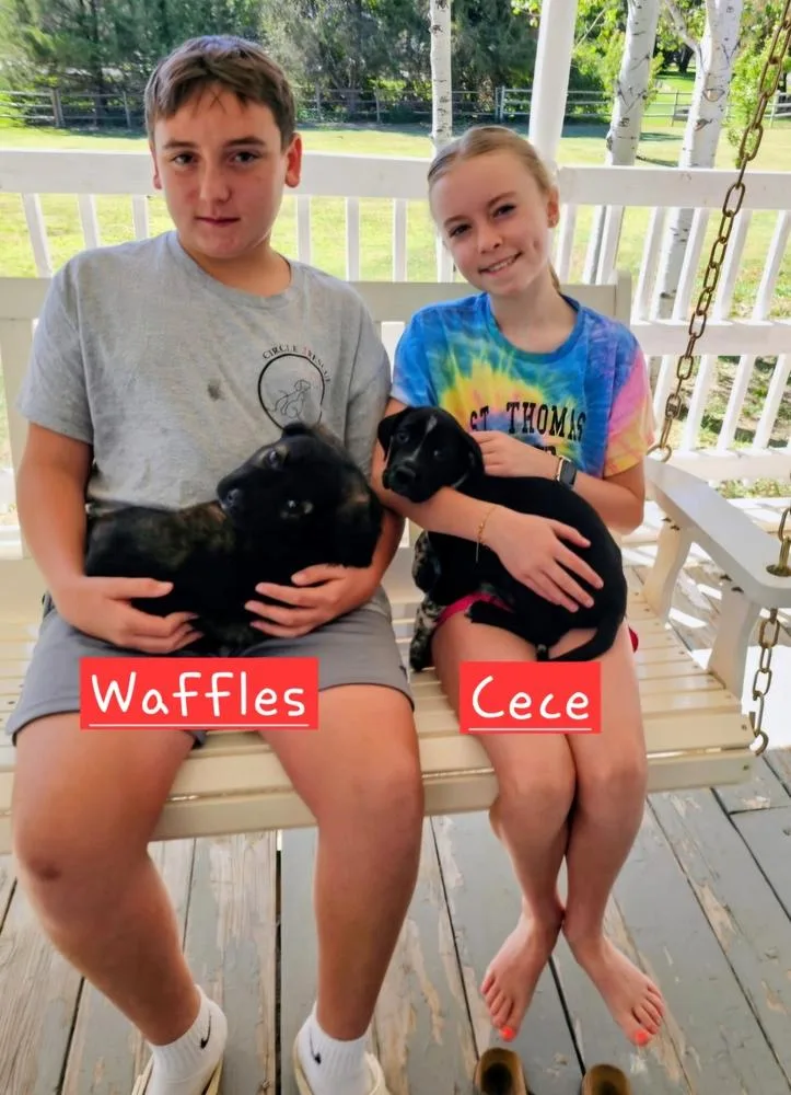 Waffles thumbnail 5
