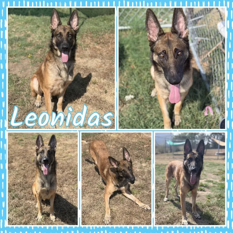 An adult large-sized male Red / Chestnut / Orange German Shepherd Dog dog named Leonidas for adoption in Fort Smith, AR