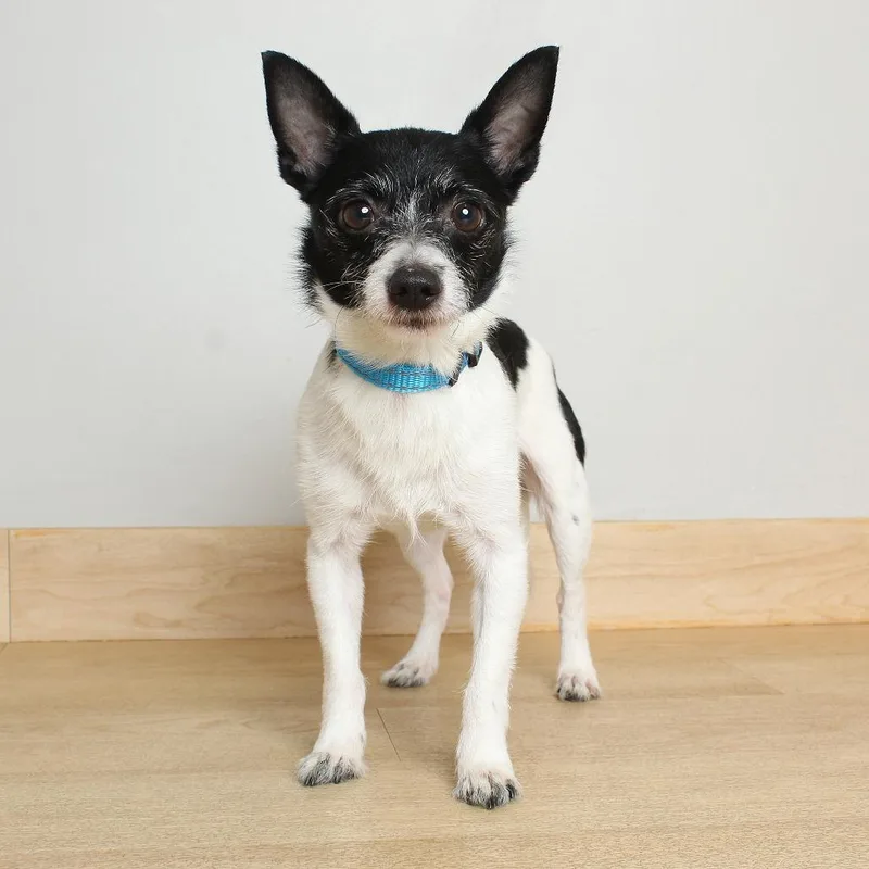 An adult small-sized male White / Cream Chihuahua dog named Oreo Jr. D for adoption in Minnetonka, MN