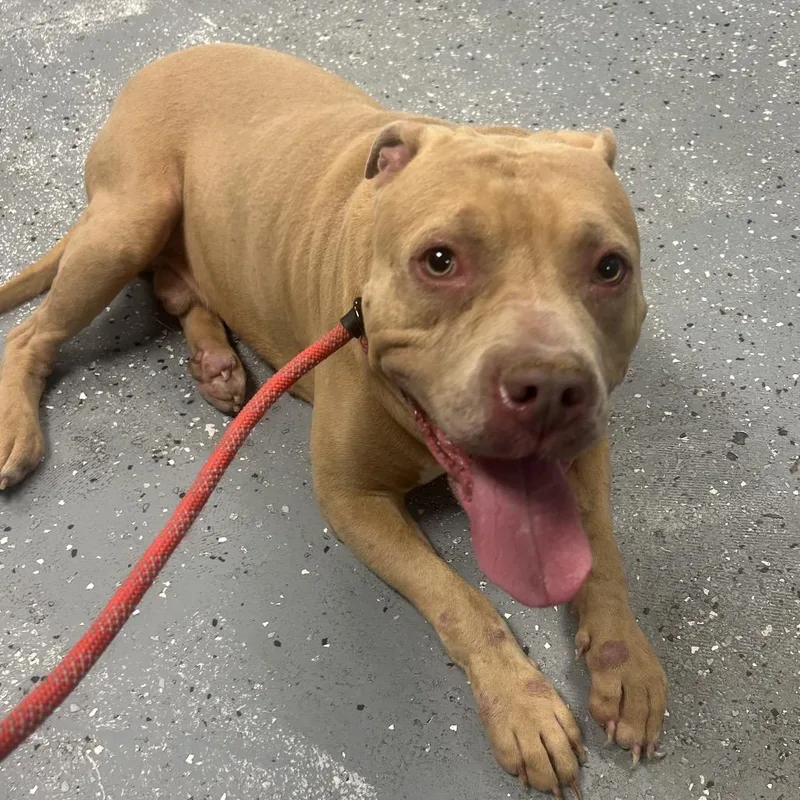 An adult large-sized male Brown / Chocolate Pit Bull Terrier dog named Porkchop for adoption in St Joseph, MO