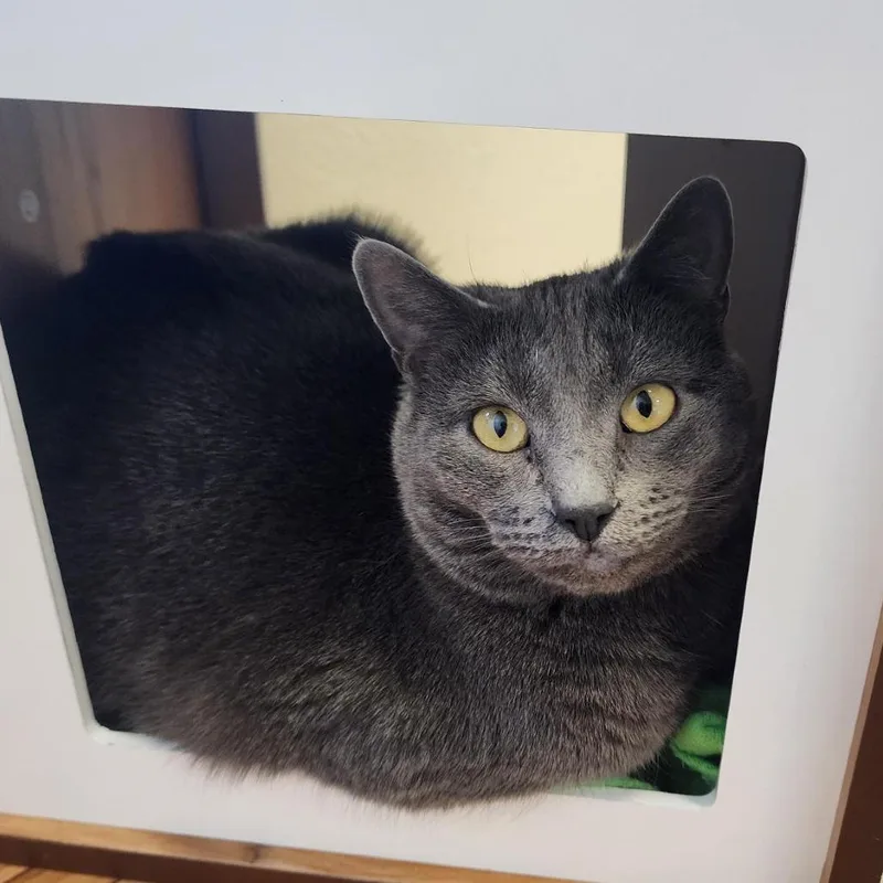 An adult medium-sized female Gray / Blue / Silver Domestic Short Hair cat named Lucy for adoption in Cody, WY