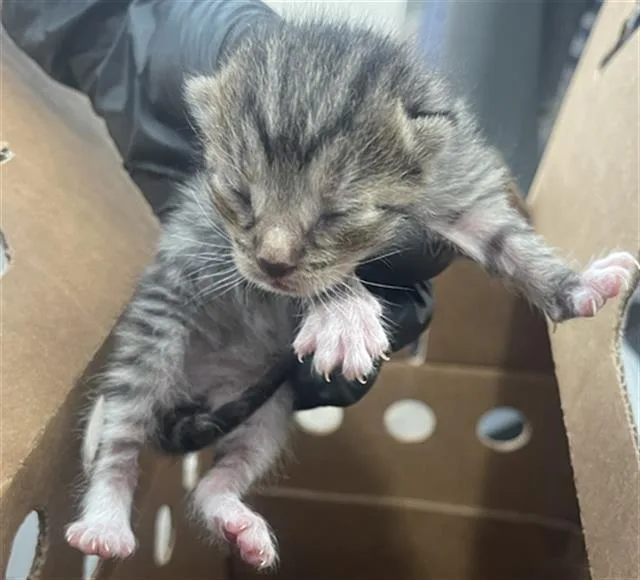 A baby medium-sized male Domestic Short Hair cat named Squeeky for adoption in Dallas, TX