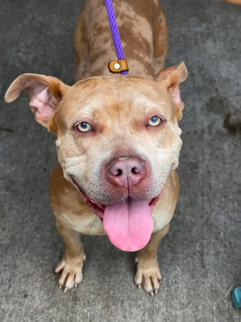 An adult medium-sized female Merle (Red) Pit Bull Terrier dog named Popcorn for adoption in Chicago, IL